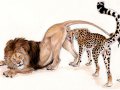 ah_1237686523639.ebonytigress_cheetahholdlioncl07.jpg